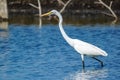 TheÃÂ great egret - Ardea alba Royalty Free Stock Photo